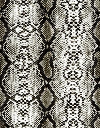 蛇纹蛇皮