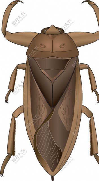 昆虫系列蝎蝽