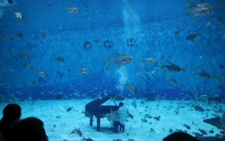 海洋馆水族馆鱼钢琴弹奏