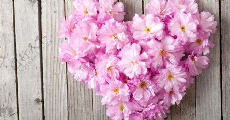 粉色花朵植物心形背景