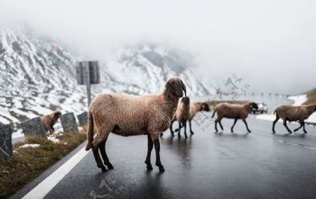 冬天走在公路上的羊