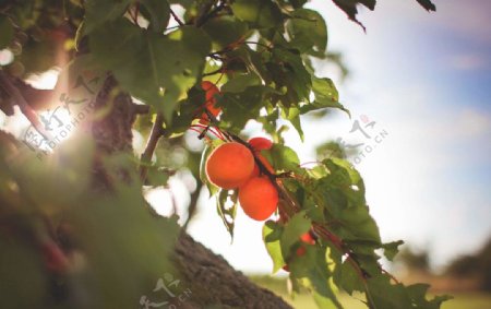 树上面新鲜的杏子