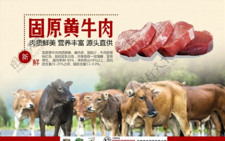 海报设计牛羊肉宣传广告宣传