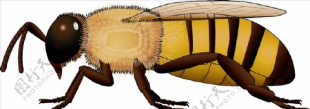 昆虫系列黄蜂黄黑尾