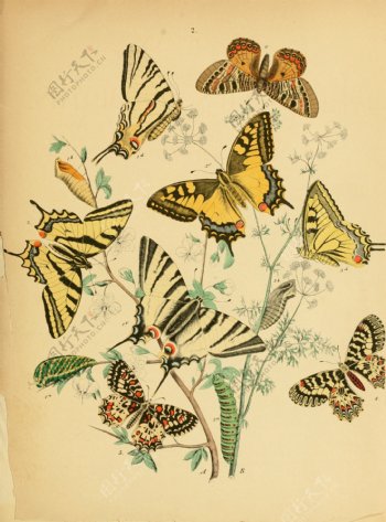 欧洲蝴蝶和飞蛾Europea