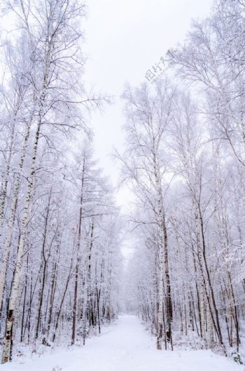 冬天冰雪覆盖的树林摄影