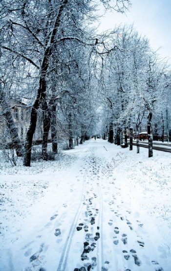 冬天大雪树木天空风景