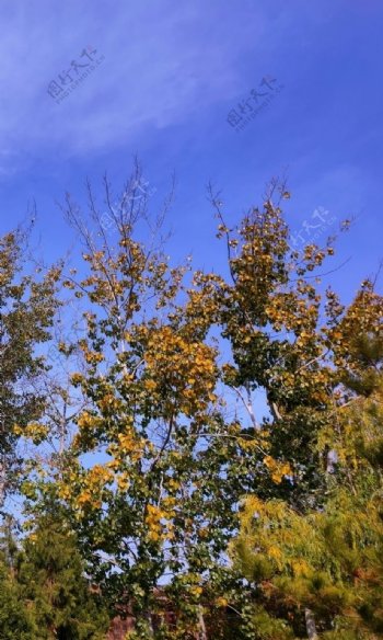 秋天有黄叶的杨树