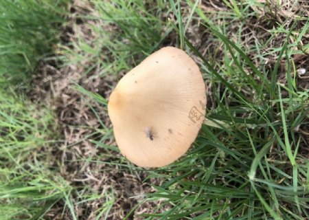 小菌菇