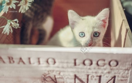 小猫木盒宠物背景