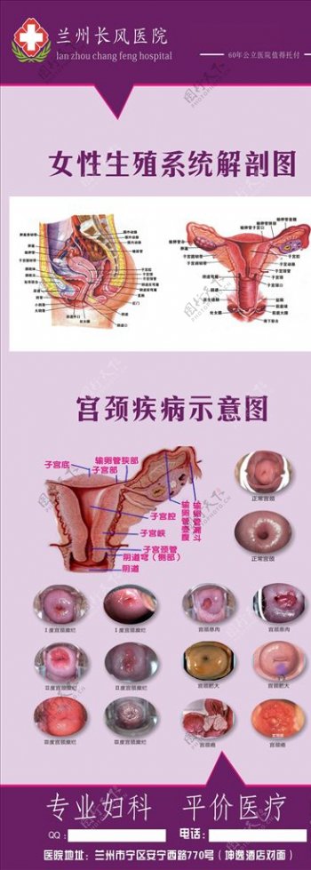 女性生殖器官解剖