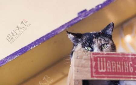 纸箱里观察的猫