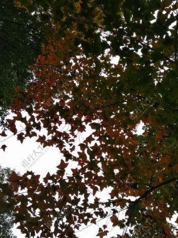 枫香树树叶秋天叶子大树