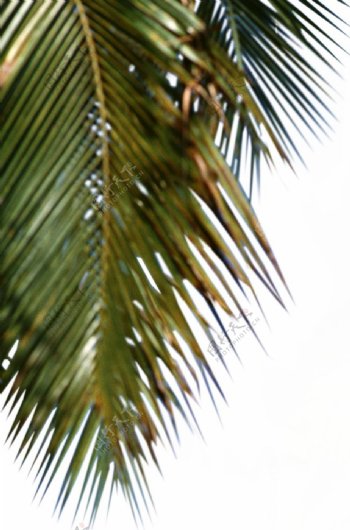 椰树前景