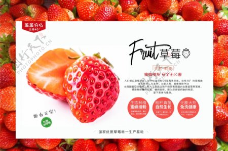 丹东东港99草莓包装图