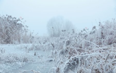 雪