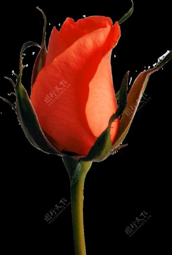 png红色玫瑰植物花朵免扣素材
