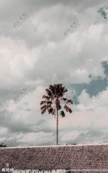 孤立的椰子树