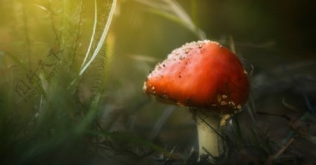 红色蘑菇草地植物背景