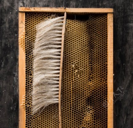 蜂蜡蜂窝蜂蜜蜜蜂