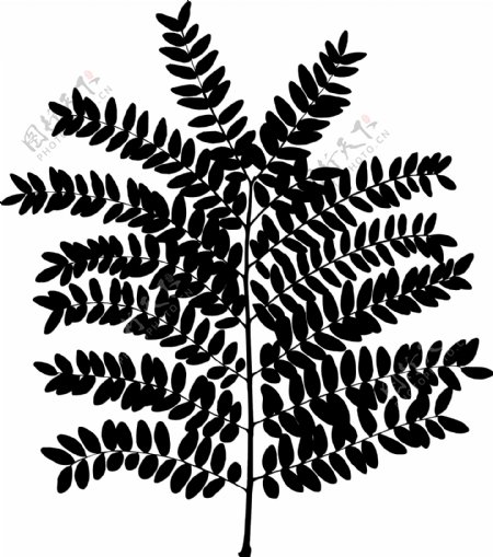 植物系列树叶