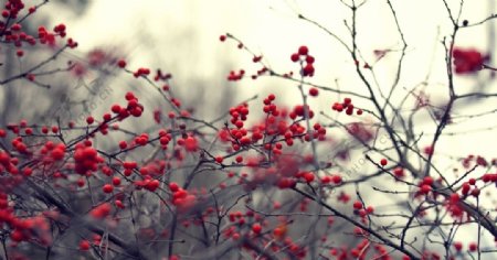 红色树枝果实背景