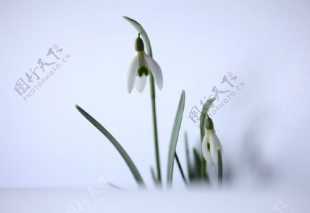 白色的铃兰花
