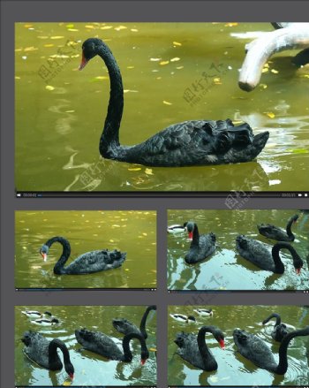 湖中戏水的黑天鹅视频素材