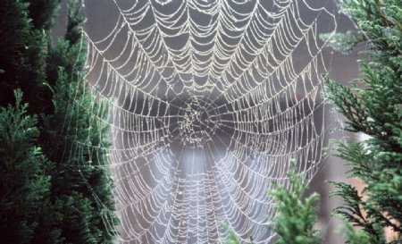 沾满露珠的蜘蛛网
