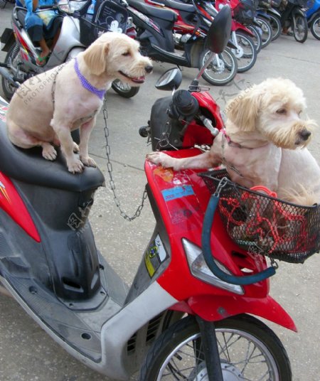 在摩托车上的两条狗