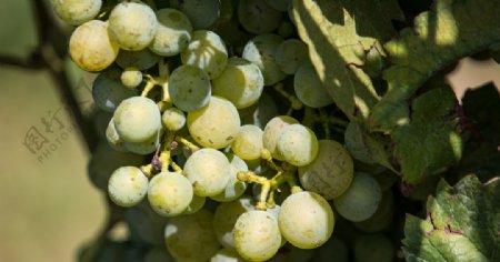 青涩未成熟的葡萄