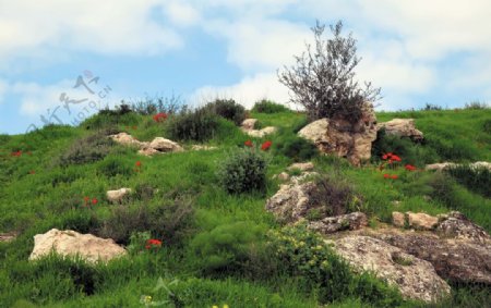 银莲花花石自然以色列