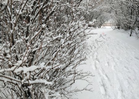 雪后路边的树