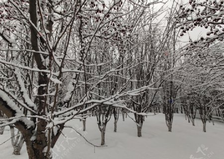雪中的树林