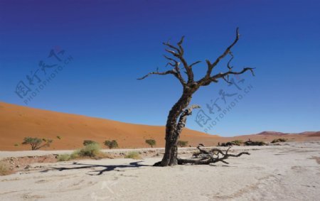 树沙漠纳米比亚