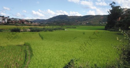 马达加斯加的稻田水稻