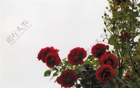 玫瑰浪漫爱情