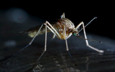 微距摄影之蚊子