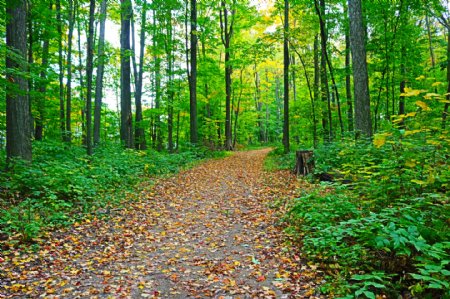 森林路路径平静自然