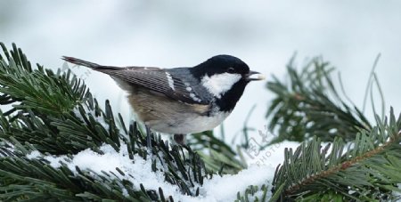 冬日里觅食的鸟类