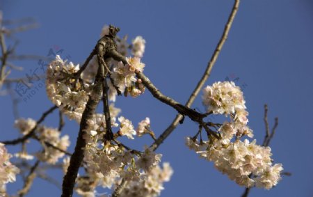 枝白色樱花花卉