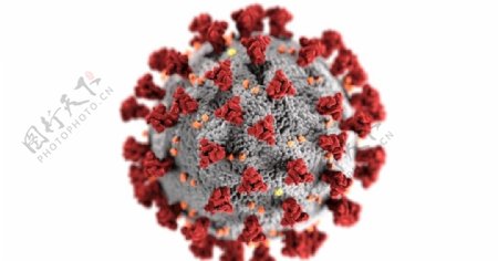 冠状病毒模型图