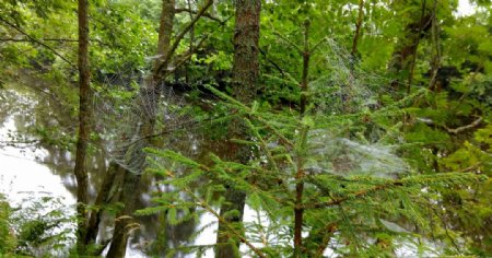 树大自然森林蜘蛛网