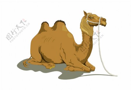 矢量骆驼