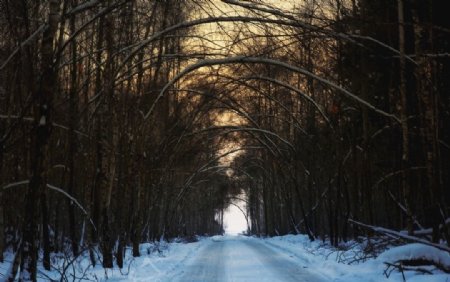 森林树冬季雪路径工艺