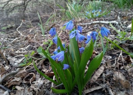 鲜花春天的花朵春天蓝色的