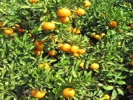 橘子橙子柑橘柚子