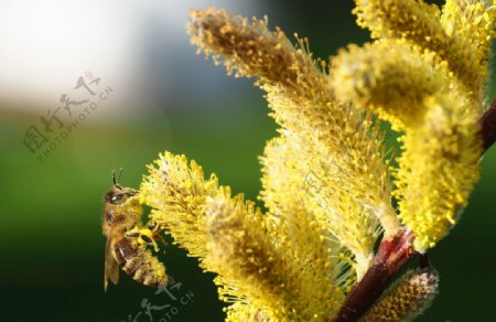 蜜蜂蜂蜜昆虫花黄色