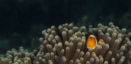 海洋生物海底世界