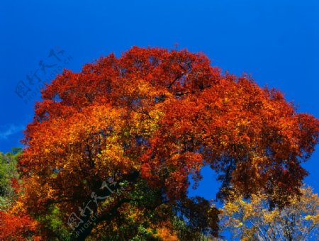 蓝天下的秋季景色